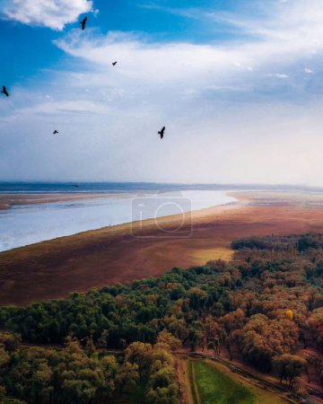 Téléchargez les photos : Vue aérienne verticale d'une plage entre une mer turquoise et une forêt verte avec la silhouette d'oiseaux volants - en image libre de droit