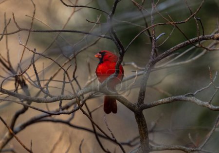 Foto de Un primer plano de un cardenal del norte posado en una rama de árbol en un bosque - Imagen libre de derechos