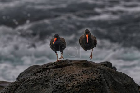 Téléchargez les photos : Deux attrapeurs d'huîtres sur un rocher près du rivage - en image libre de droit