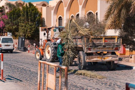 Foto de Un trabajador que pone las palmas secas en un tractor en Egipto, El Gouna. Norte de África - Imagen libre de derechos