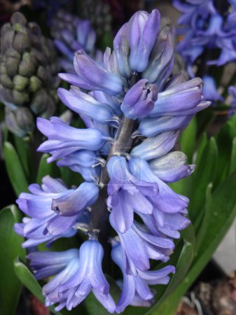 Téléchargez les photos : Gros plan vertical d'une jacinthe fleurie avec de petits pétales violets - en image libre de droit