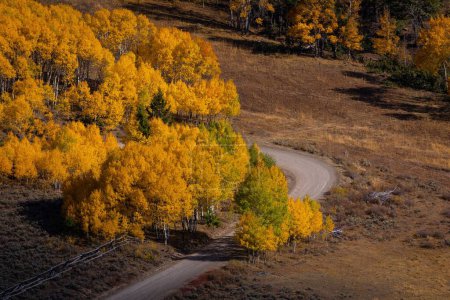 Photo for Colorful Foilage autumn aspen trees on the Fall country road at pass creek Idaho - Royalty Free Image