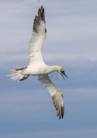 Téléchargez les photos : Plan rapproché d'un Fanet nordique volant avec ses ailes grandes ouvertes - en image libre de droit