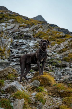 Téléchargez les photos : Un chien Cane Corso dans les montagnes le jour - en image libre de droit