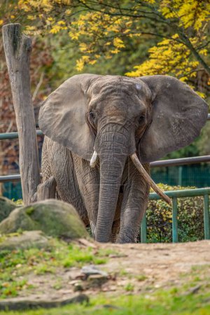 Photo for A vertical shot of an African bush elephant in the zoo park - Royalty Free Image