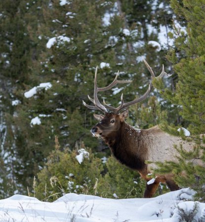 A beautiful rocky mountain elk walking around in a snowy forest on a cold winter day