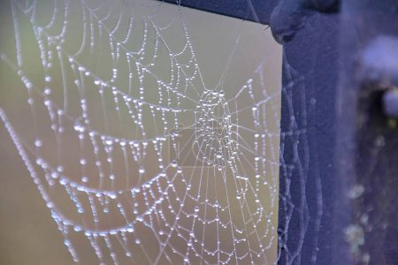 Téléchargez les photos : Un focus sélectif d'une toile d'araignée recouverte de gouttes de pluie avec un fond flou - en image libre de droit
