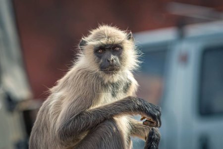Foto de Un primer plano de un mono langur mirando a la cámara en un pueblo de la India - Imagen libre de derechos