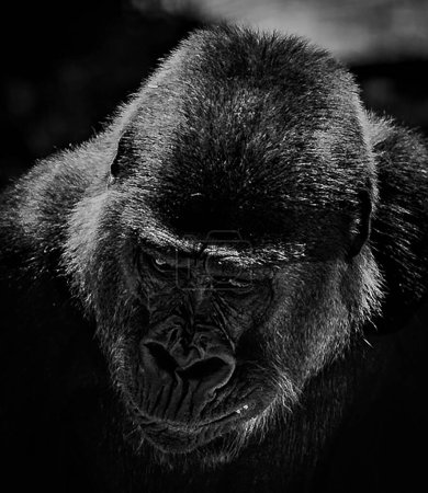 Téléchargez les photos : Un portrait noir et blanc d'un gorille - en image libre de droit