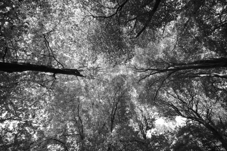 Foto de Mirando directamente a un dosel de bosque inglés de hoja caduca a través de una lente de gran angular en blanco y negro. - Imagen libre de derechos