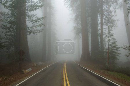 Photo for A road surrounded by tall trees leading to a misty forest in the morning - Royalty Free Image