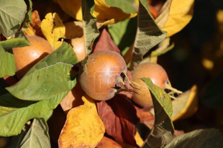 Photo for A closeup shot of round brown medlar fruit with green and yellow leaves in a park - Royalty Free Image