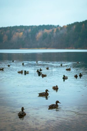 Photo for A vertical shot of ducks swimming in a lake - Royalty Free Image