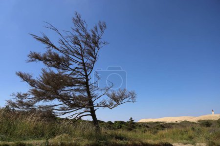 Photo for A closeup of a pine tree on a blue sky background in Lonstrup, Denmark - Royalty Free Image