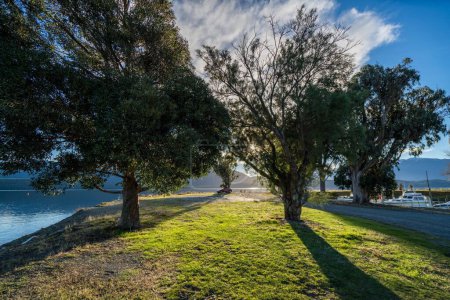Téléchargez les photos : Un parc pittoresque plein de grands arbres sur la rive d'une rivière en Nouvelle-Zélande - en image libre de droit