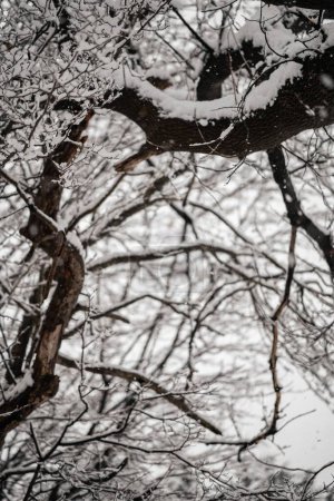 Photo for A closeup of plants and trees with their branches covered in snow in Utica, New York on a cold winter day - Royalty Free Image