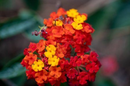 Photo for A closeup shot of Lantana flowers in the park in Sumter, South Carolina - Royalty Free Image