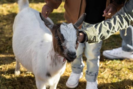 Un primer plano de las manos sosteniendo una cabra enana nigeriana con hierba soleada fondo borroso