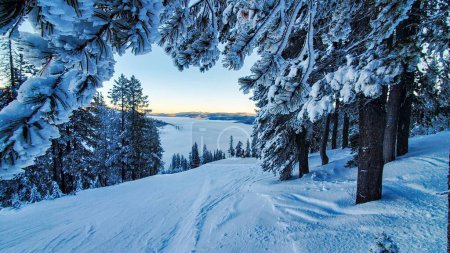 Téléchargez les photos : Beau paysage de neige et d'arbres - en image libre de droit