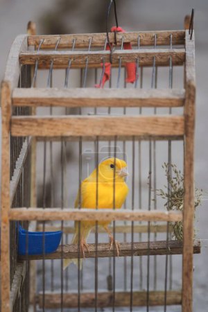 Foto de Una vertical de un canario enjaulado amarillo con agua de comida en una jaula de madera al aire libre - Imagen libre de derechos