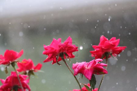 Téléchargez les photos : Mise au point sélective de roses rouges dans le jardin, recouvertes de gouttes de pluie sous la pluie - en image libre de droit