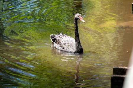 Photo for A black swan (Cygnus atratus) swimming in the Swan Lake Iris Gardens in Sumter, South Carolina - Royalty Free Image