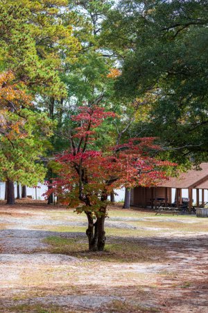 Foto de Una vertical de árboles de otoño cerca de una alcoba en un lago en Cheraw State Park en el condado de Chesterfield, Carolina del Sur - Imagen libre de derechos