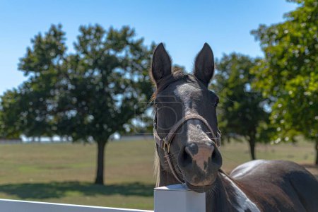 Téléchargez les photos : Portrait d'un cheval regardant la caméra sur le fond d'un jardin par une journée ensoleillée - en image libre de droit