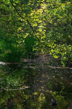 Photo for A vertical shot of a duck swimming in a pond surrounded by green trees - Royalty Free Image