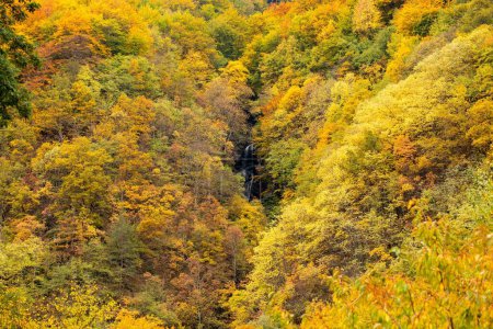 Téléchargez les photos : Un beau cliché de cimes d'arbres de couleur automne - en image libre de droit