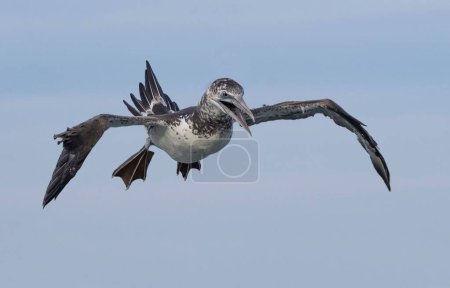 Téléchargez les photos : Plan rapproché d'un booby aux pieds bleus volant avec ses ailes grandes ouvertes - en image libre de droit