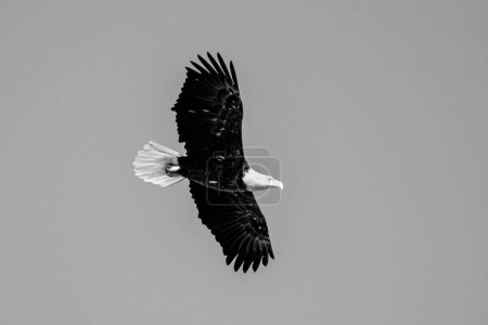 Téléchargez les photos : Une échelle de gris d'un pygargue à tête blanche qui vole dans le ciel - en image libre de droit