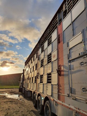 Téléchargez les photos : Le camion à bétail arrive au coucher du soleil - en image libre de droit