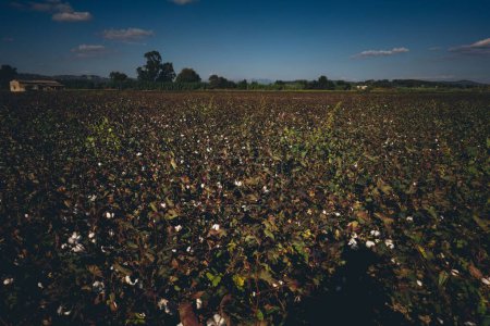 Foto de Un hermoso tiro de algodón creciendo en un campo - Imagen libre de derechos
