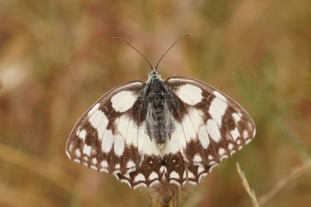 Foto de Natural closeup on the marbled white butterfly, Melanargia galathea with half opened wings - Imagen libre de derechos