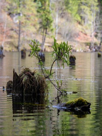 Foto de Una vista de troncos de árboles en el lago - Imagen libre de derechos