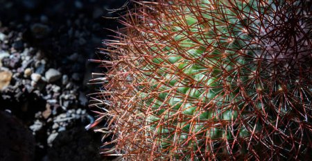 Téléchargez les photos : Un gros plan d'un cactus vert qui pousse au soleil au Jardin botanique de Bâle en Suisse - en image libre de droit