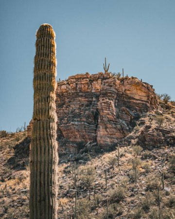 Foto de Un plano vertical de un cactus con un acantilado y cielo azul en el fondo en un desierto en Tucson - Imagen libre de derechos