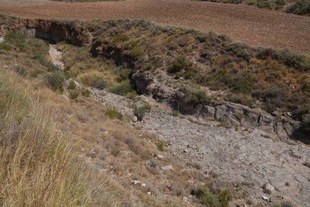 Téléchargez les photos : Plantes sauvages poussant dans le sol rocheux sur un lit de rivière sec dans le désert par une journée ensoleillée - en image libre de droit