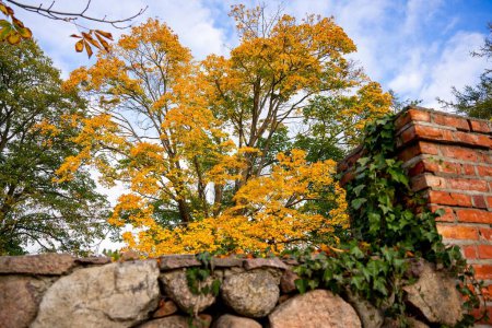 Photo for A low angle shot of a yellow autumn tree and a red brick wall under the clouds and blue sky - Royalty Free Image