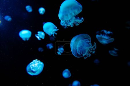 Foto de Una hermosa vista submarina de medusas azules, perfecta para el uso de fondo y papel pintado - Imagen libre de derechos