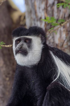 Téléchargez les photos : Plan vertical d'un singe Colobus dans un arbre au bord du lac Naivasha, Kenya - en image libre de droit