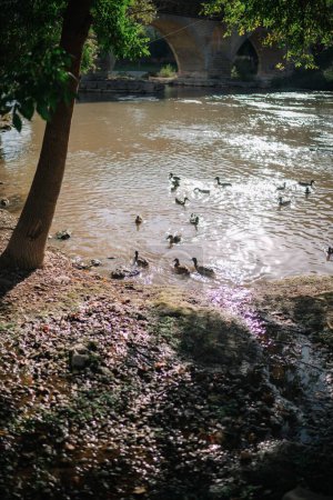Téléchargez les photos : Un plan vertical de canards nageant dans un lac et un pont en pierre dans un parc national - en image libre de droit
