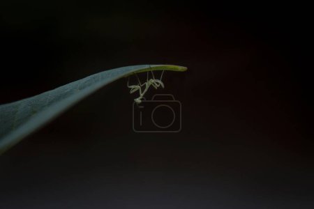 Téléchargez les photos : Gros plan d'un Miomantis paykullii suspendu à l'envers à une feuille de plante sur un fond noir - en image libre de droit