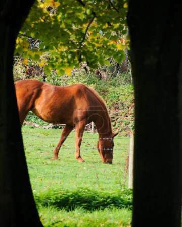 Foto de Un disparo vertical de un hermoso caballo de jengibre (Equus ferus caballus) pastando en el prado - Imagen libre de derechos