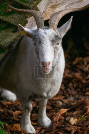 Foto de Un primer plano vertical de una cabra Saanen en un bosque - Imagen libre de derechos