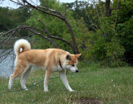 Téléchargez les photos : Un chien japonais Akita Inu debout sur l'herbe dans le parc par une journée ensoleillée - en image libre de droit