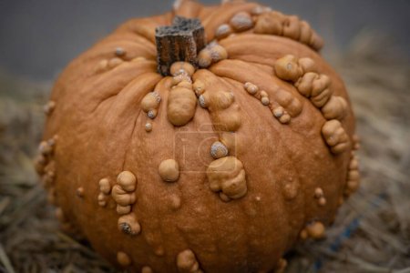 A closeup shot of a small orange Knucklehead pumpkin with warts
