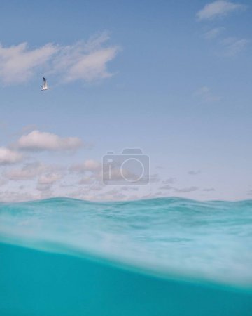 Foto de Gaviota sobre el océano en Australia Occidental - Imagen libre de derechos