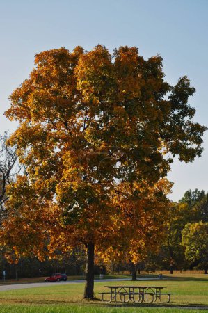Photo for A vertical shot of a single autumn tree and table with benches in a park on a sunny day - Royalty Free Image